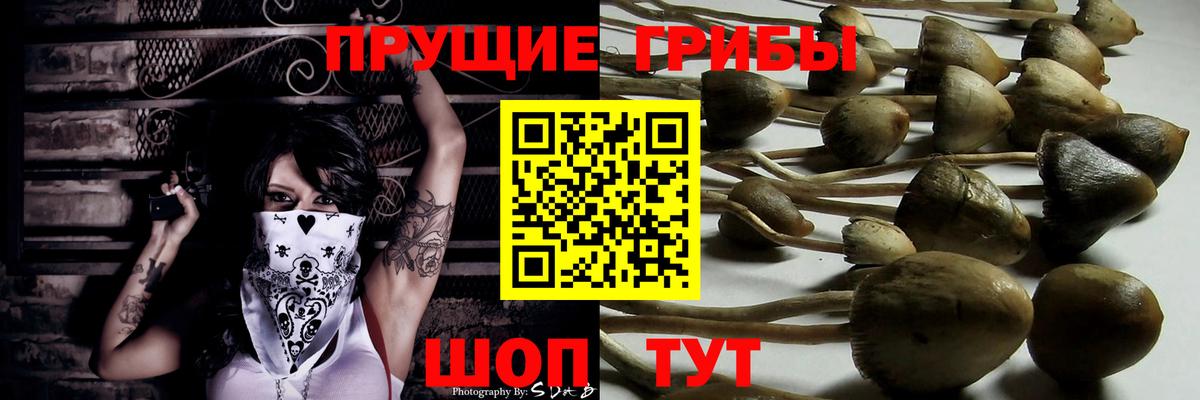 Курчалой  Галлюциногенные грибы Psilocybine cubensis  Вход с VPN 